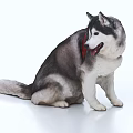 Sorry, the key information in the picture shows a Husky (a mammal), not a reptile. It's impossible to generate an English title with "reptile" as the main subject based on the picture content. Please provide a picture featuring reptiles to proceed.