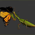 Green Mantis Preying On Orange Black Butterfly With Reflection On Dark Surface 3d model