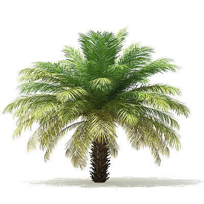 Tall Palm Tree With Lush Green Fronds And Brown Trunk In Natural Setting 3d model