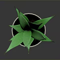 Green Aloe Vera Plant in White Ceramic Pot for Indoor Home Decoration