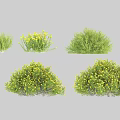 Various Garden Shrubs Varieties with Green Leaves and Yellow Flowers for Landscaping