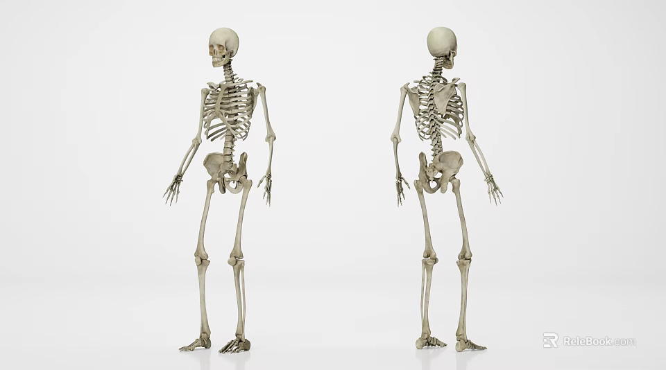 Human Skeleton Models Showing Detailed Front And Back Limb Anatomical Structures 3d model