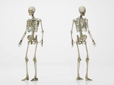 Human Skeleton Models Showing Detailed Front And Back Limb Anatomical Structures 3d model