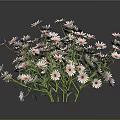 Beautiful Fresh Daisies With White Petals And Orange Centers On Dark Background