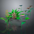 Various Colorful Plants With Diverse Shaped Leaves And Flowers Against Dark Background With Reflections
