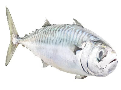 Fresh Whole Mackerel Fish With Silver Skin And Dark Striped Pattern 3d model