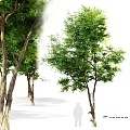 Lush Green Garden Ornaments With Trees Dense Foliage And Natural Trunk
