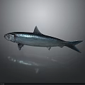 Silver Shiny Fish On Dark Background With Reflection And Marine Features