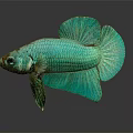 Beautiful Green Betta Fish Showcasing Flowing Fins And Shiny Reflection On Dark Background