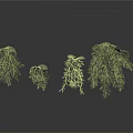 Green Hanging Plants With Different Sizes And Lush Leaves For Indoor Decoration