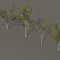 Tall Deciduous Trees With Green Foliage And White Trunks Arranged In Row