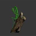 Green Praying Mantis Standing On Natural Wooden Log Against Gray Background