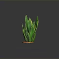 Bonsai Potted Plant With Green And Yellow Striped Leaves On Brown Soil Base