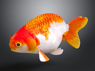 Vibrant Orange And White Goldfish With Bright Scales And Large Eyes Swimming Gracefully 3d model
