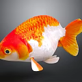 Vibrant Orange And White Goldfish With Bright Scales And Large Eyes Swimming Gracefully