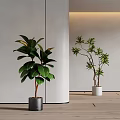 Potted Bonsai Plants Showcasing Broad And Slender Leaves In Modern Indoor Space With Light Walls