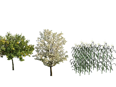 Diverse Agricultural Crops Featuring Citrus Tree With Yellow Fruits Flowering Tree And Green Corn Plants 3d model