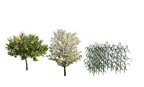 modern crop fruit tree plant 3d model