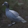 Gray Duck with Brown Spotted Chest Standing on Grassy Field in Natural Outdoor Setting