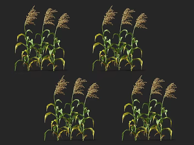 Herbaceous Plants With Green Leaves And Top Spikelet Structures Displayed In Multiple Views 3d model