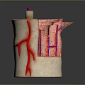 Human Organ And Hair Follicle Cross Section With Blood Vessels And Tissue Layers