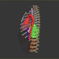 Colorful 3D Anatomical Model Of Limb Organs Featuring Muscles And Skeletal Structures
