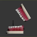 Human Teeth Dental Model Displaying Upper And Lower Jaw White Teeth Pink Gums