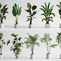 Different Types of Indoor Potted Plants with Green Foliage in White Pots