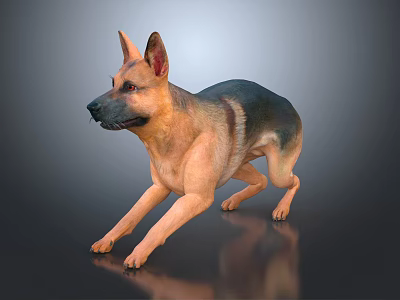 German Shepherd in Stretching Pose with Brown Black Coat on Gray Reflective Surface 3d model