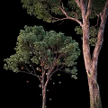 Lush Green Leafy Arbor With Thick Rough Trunk And Vibrant Foliage Against Black Background