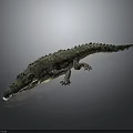 Realistic Lifelike Green Crocodile With Detailed Scaly Skin On Gray Background