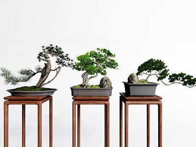 Bonsai Trees Arranged On Wooden Stands With Black Pots And Stone Decorations 3d model