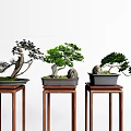 Bonsai Trees Arranged On Wooden Stands With Black Pots And Stone Decorations