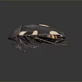 Black beetle with distinct white spots on its back and dark exoskeleton 3d model