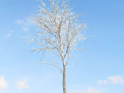 Bare Deciduous Tree Standing Against Clear Blue Sky With White Clouds 3d model