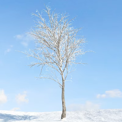 Bare Deciduous Tree Standing Against Clear Blue Sky With White Clouds 3d model