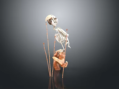 Skeleton Model Supported By Sticks On Rock Like Base Against Dark Background 3d model