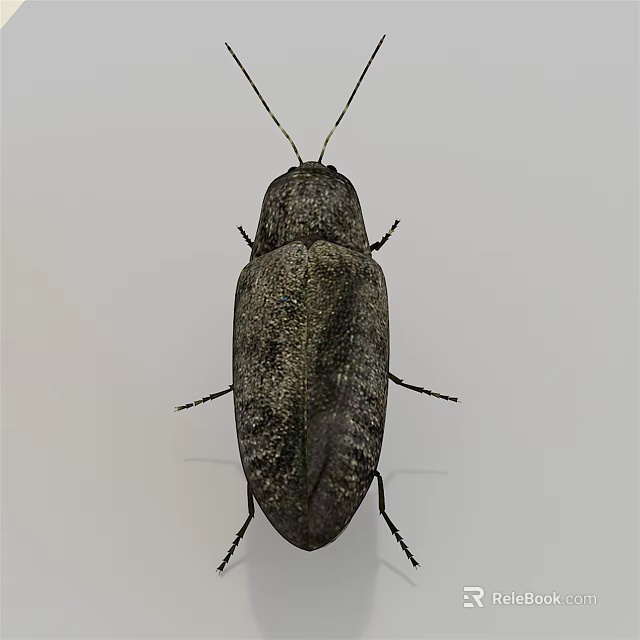 Dark Gray Flying Beetle with Shiny Oval Body Six Legs Long Antennae on White Background 3d model 