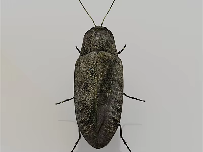 Dark Gray Flying Beetle with Shiny Oval Body Six Legs Long Antennae on White Background 3d model