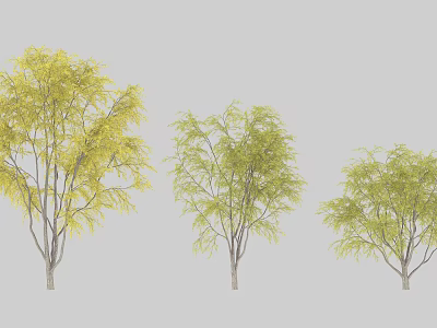 Three Trees With Yellow And Green Leaves And Slender Trunks In Garden 3d model