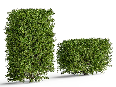 Well Trimmed Green Shrubs with Lush Foliage Tall and Short for Garden Landscaping 3d model