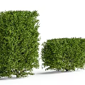 Well Trimmed Green Shrubs with Lush Foliage Tall and Short for Garden Landscaping