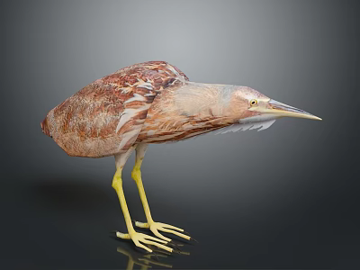 Brown Patterned Bird With Long Yellow Legs And Beak On Dark Background 3d model