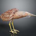 Brown Patterned Bird With Long Yellow Legs And Beak On Dark Background 3d model