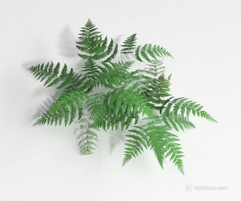 Green Fern Plant With Lush Feathery Fronds And Fresh Green Foliage 3d model 