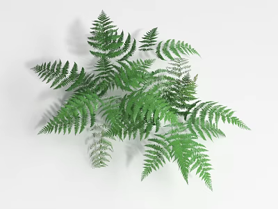 Green Fern Plant With Lush Feathery Fronds And Fresh Green Foliage 3d model