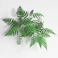 Green Fern Plant With Lush Feathery Fronds And Fresh Green Foliage