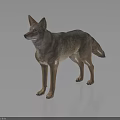 Standing Coyote With Realistic Brown Gray Fur And Reflection On Dark Background
