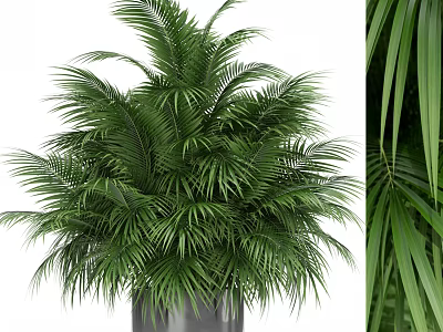Lush Green Potted Palm Plant with Dense Foliage in Gray Container for Indoor Decor 3d model