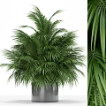 Lush Green Potted Palm Plant with Dense Foliage in Gray Container for Indoor Decor